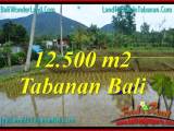 JUAL TANAH MURAH di TABANAN BALI 12,500 m2  View gunung dan sawah