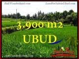 TANAH di UBUD BALI DIJUAL 3,900 m2 di Ubud Pejeng