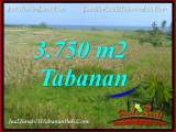 DIJUAL MURAH TANAH di TABANAN BALI Untuk INVESTASI TJTB382