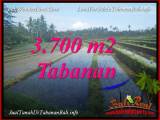 JUAL TANAH MURAH di TABANAN BALI Untuk INVESTASI TJTB388